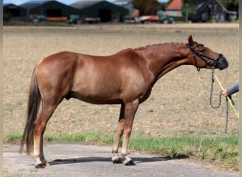 New Forest Pony Mix, Gelding, 6 years, 13,2 hh, Chestnut-Red