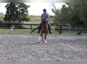 New Forest Pony Mix, Gelding, 6 years, 13,2 hh, Chestnut-Red