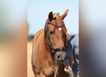 New Forest Pony Mix, Gelding, 6 years, 13,2 hh, Chestnut-Red