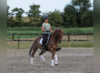 New Forest Pony Mix, Gelding, 6 years, 13,2 hh, Chestnut-Red