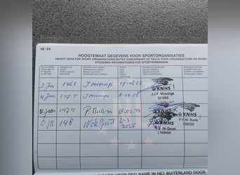 New Forest Pony, Gelding, 6 years, 14.2 hh, Brown New Forest Pony, Gelding, 6 years, 14.2 hh, Brown