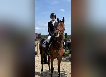 New Forest Pony, Gelding, 6 years, 14.2 hh, Brown