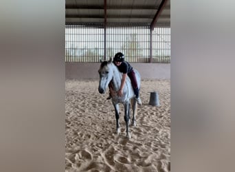 New Forest Pony, Gelding, 6 years, 14.2 hh, Grey
