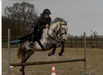 New Forest Pony, Gelding, 6 years, 14.2 hh, Grey