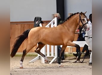 New Forest Pony, Gelding, 6 years, 14,1 hh, Buckskin