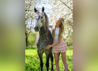 New Forest Pony, Gelding, 7 years, 13,1 hh