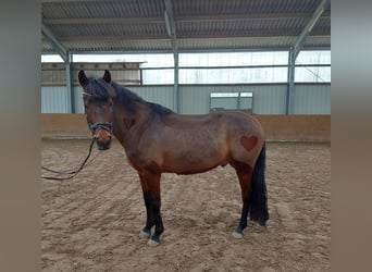 New Forest Pony, Gelding, 7 years, 14,1 hh, Brown