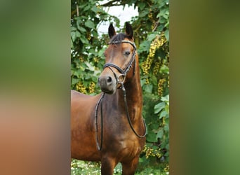 New Forest Pony, Gelding, 7 years, 14,1 hh, Brown