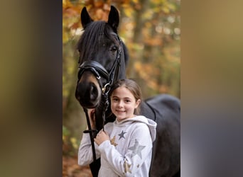 New Forest Pony, Gelding, 8 years, 13,3 hh