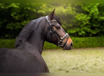 New Forest Pony, Gelding, 8 years, 14 hh, Brown