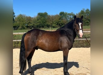 New Forest Pony, Gelding, 8 years, 14 hh, Brown