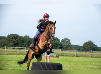 New Forest Pony, Gelding, 8 years, 14,1 hh, Brown