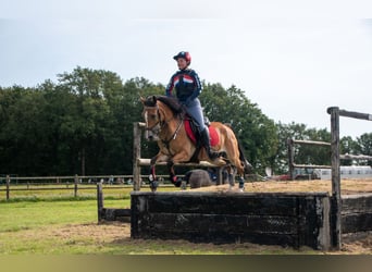 New Forest Pony, Gelding, 8 years, 14,1 hh, Brown