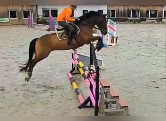 New Forest Pony, Gelding, 8 years, 14,3 hh, Brown