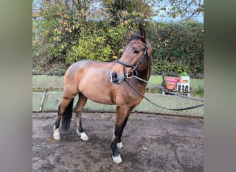 New Forest Pony, Gelding, 8 years, 14,3 hh, Brown
