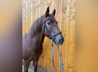 New Forest Pony, Gelding, 9 years, 14.3 hh, Chestnut