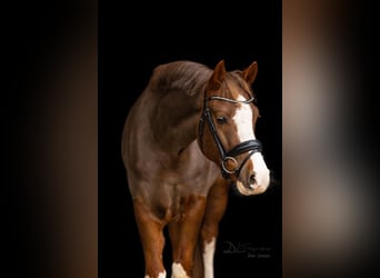 New Forest Pony, Gelding, 9 years, 14,2 hh, Chestnut