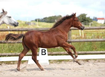 New Forest Pony, Gelding, Foal (03/2024), Brown