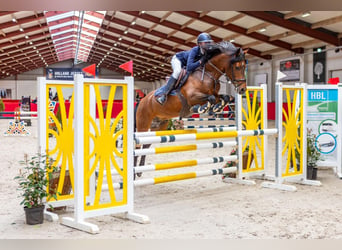 New Forest Pony, Hengst, 10 Jaar, 148 cm, Bruin