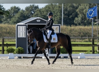 New Forest Pony, Hengst, 11 Jaar, 146 cm, Donkerbruin