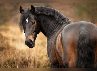 New Forest Pony, Hengst, 11 Jaar, 148 cm, Donkerbruin