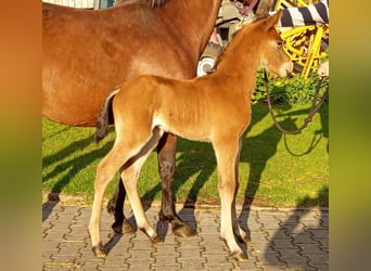 New Forest Pony, Hengst, 11 Jaar, 148 cm, Donkerbruin