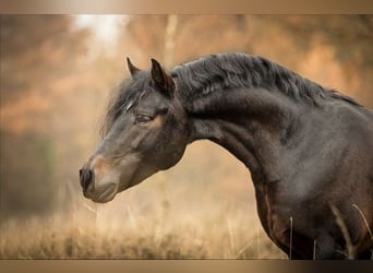 New Forest Pony, Hengst, 11 Jahre, 148 cm, Dunkelbrauner