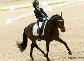 New Forest Pony, Hengst, 13 Jaar, 146 cm, Donkerbruin