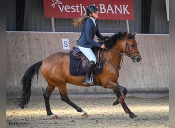 New Forest Pony, Hengst, 13 Jaar, 148 cm, Roodbruin