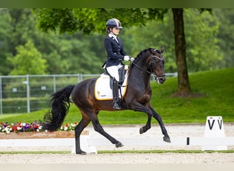 New Forest Pony, Hengst, 14 Jaar, 144 cm, Donkerbruin