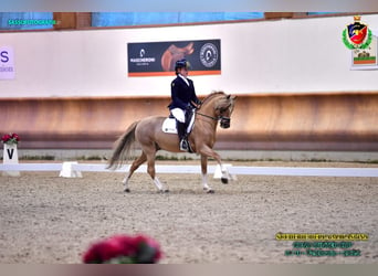 New Forest Pony, Hengst, 15 Jaar, 134 cm