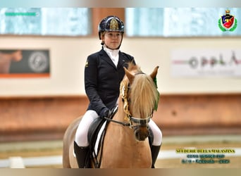 New Forest Pony, Hengst, 15 Jaar, 134 cm