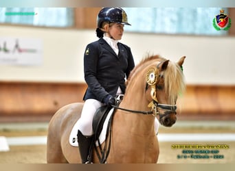 New Forest Pony, Hengst, 15 Jaar, 134 cm