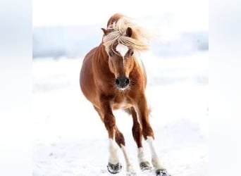 New Forest Pony, Hengst, 15 Jaar, 134 cm