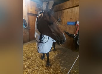 New Forest Pony, Hengst, 15 Jahre, 148 cm, Brauner