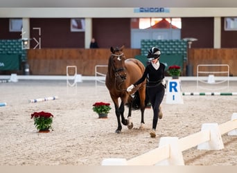 New Forest Pony, Hengst, 16 Jaar, 148 cm, Bruin