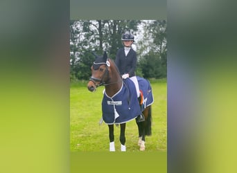 New Forest Pony, Hengst, 16 Jaar, 148 cm, Bruin