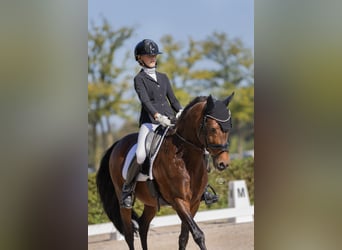 New Forest Pony, Hengst, 16 Jaar, 148 cm, Bruin