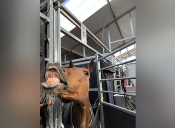 New Forest Pony, Hengst, 16 Jaar, 148 cm, Bruin