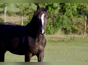 New Forest Pony, Hengst, 1 Jaar, 142 cm, Donkerbruin