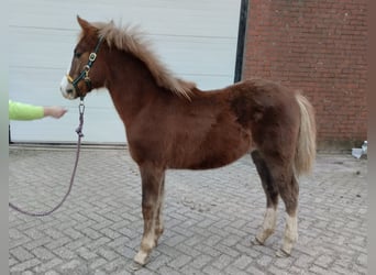 New Forest Pony, Hengst, 1 Jaar, 146 cm, Donkere-vos