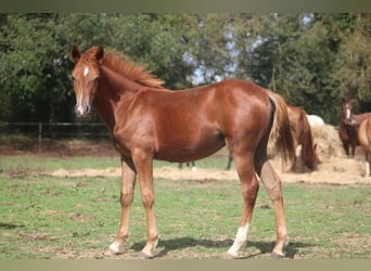 New Forest Pony, Hengst, 1 Jaar, Donkere-vos