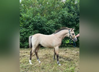 New Forest Pony, Hengst, 1 Jaar, Falbe