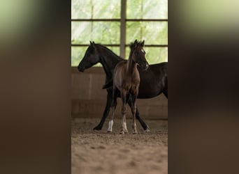 New Forest Pony, Hengst, 1 Jahr, 144 cm, Rappe