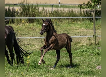 New Forest Pony, Hengst, 1 Jahr, 144 cm, Rappe
