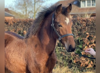 New Forest Pony, Hengst, 1 Jahr, 148 cm, Brauner