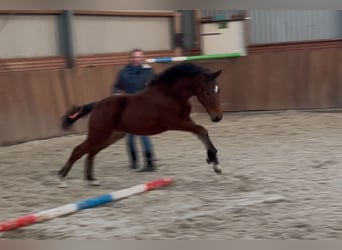 New Forest Pony, Hengst, 1 Jahr, 148 cm, Brauner