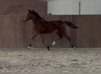 New Forest Pony, Hengst, 1 Jahr, 148 cm, Brauner