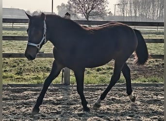 New Forest Pony, Hengst, 1 Jahr, 148 cm, Dunkelbrauner