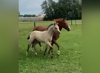 New Forest Pony, Hengst, 1 Jahr, Falbe